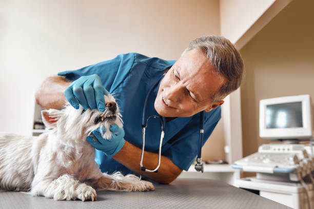Best Emergency Treatment for Dental Infections or Abscesses in Broad Brook, CT